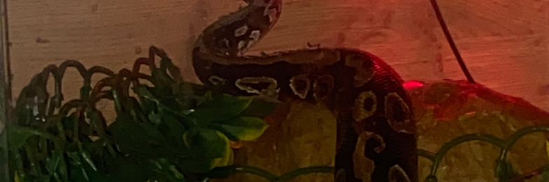 Ball python with full set up