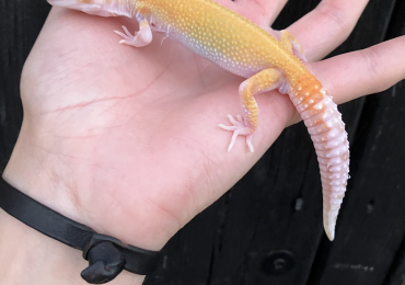 Various Geckos