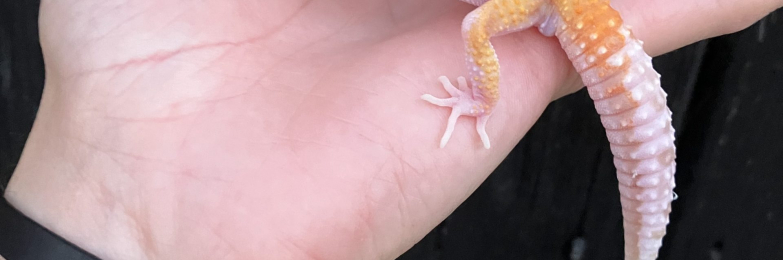 Various Geckos