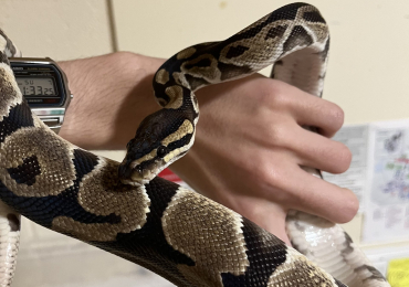 Female Ball Python Adult