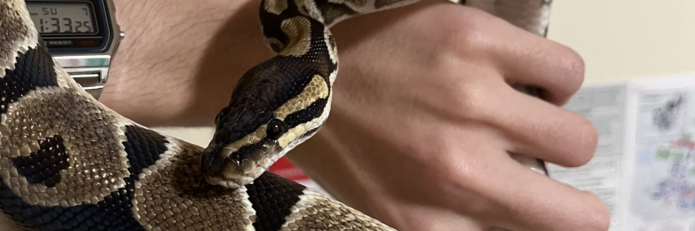 Female Ball Python Adult