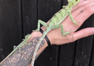 Eastern casquehead & Hernandez helmeted iguanas