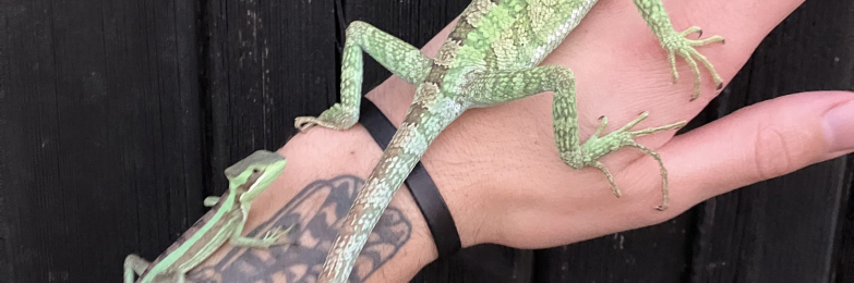 Eastern casquehead & Hernandez helmeted iguanas