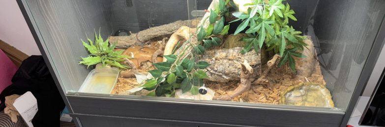 Banana Ball Python
