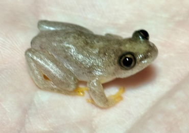 Reed Frog available for rehoming