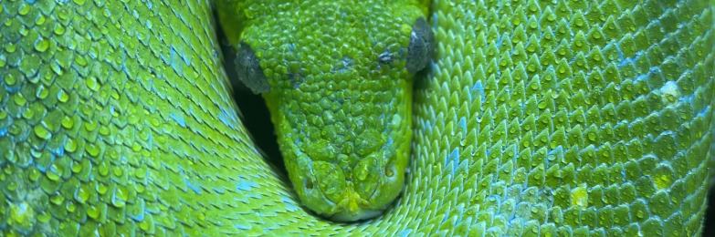 Green tree python Aru