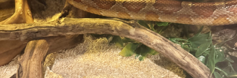 snakes