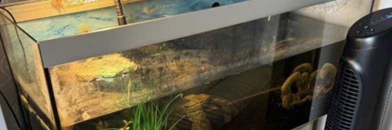 2 Razorback Turtles and Set Up