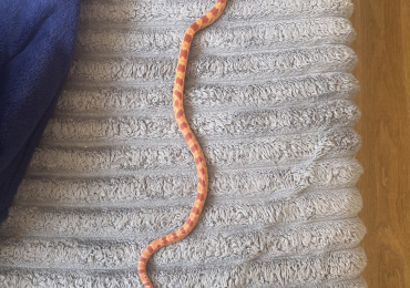 Albino corn snake