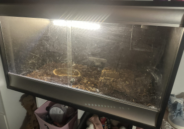 Royal python