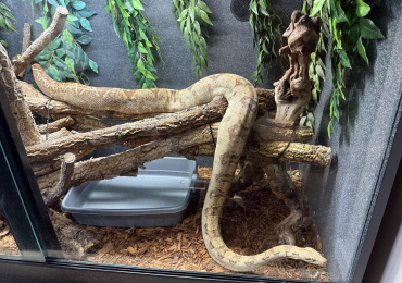 Hog Island Boa and vivarium