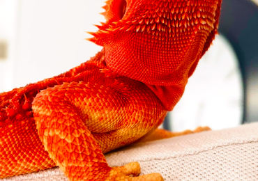 Trans Fire Red Bearded Dragon