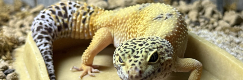 Leopard Gecko