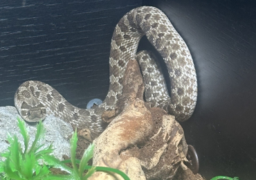 Male Hognose