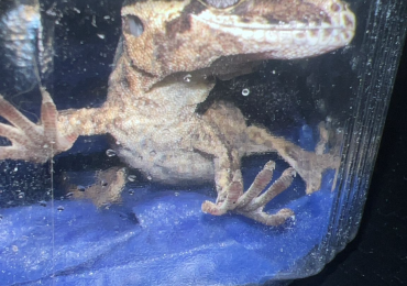 Gargoyle gecko