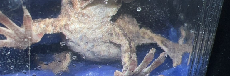 Gargoyle gecko