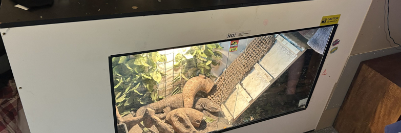 Monitor Lizard
