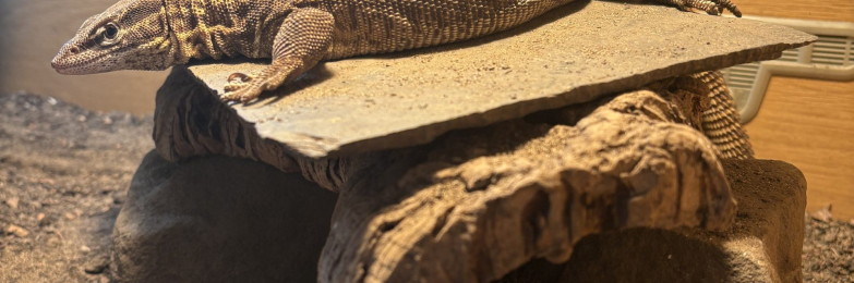 Ackie Monitor Lizard