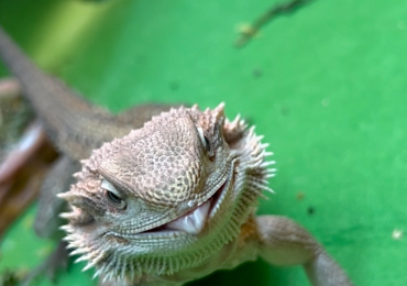 Bearded dragon and viv