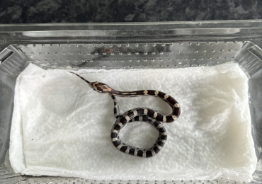 Corn snake hatchling