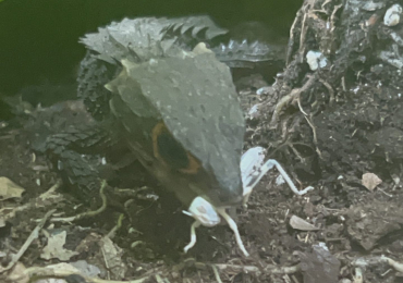 Breeding Pair Red-Eyed Crocodile Skinks