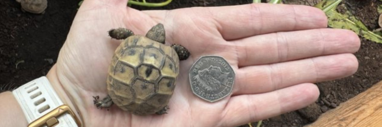 Hermann Tortoise 2025 hatchlings for sale
