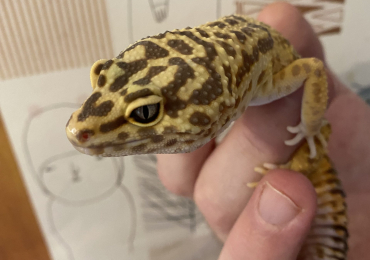 Leopard gecko and tank for sale