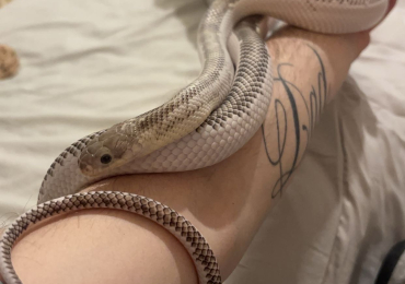 Rat Snake