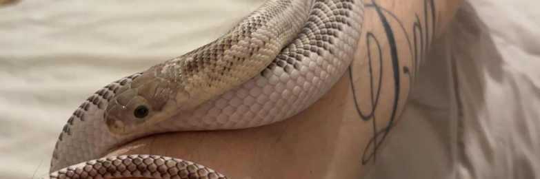 Rat Snake