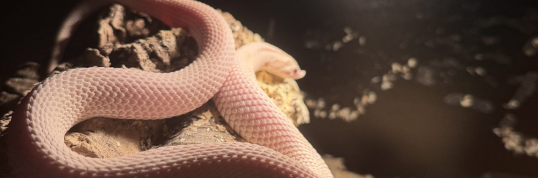 Super arctic albino Superconda AKA super daddy male hognose snake