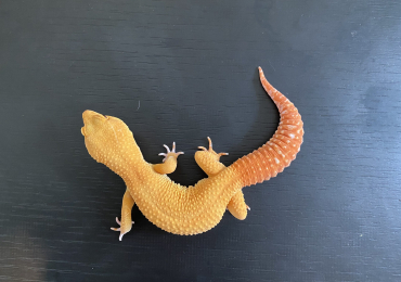 2024 super sonic rainwater male leopard gecko
