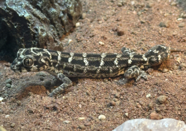 Female viper gecko