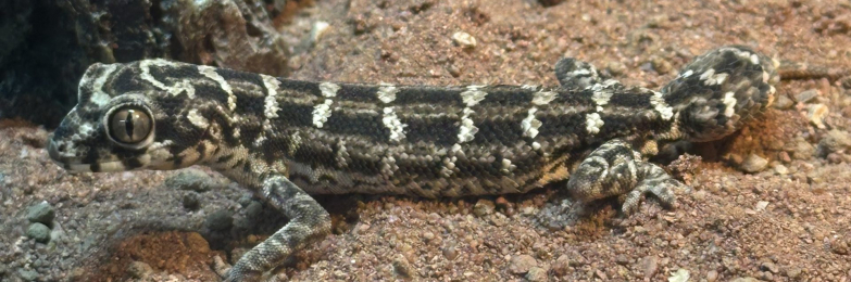 Female viper gecko