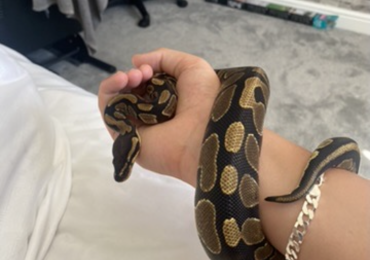 ball python female 3 years old