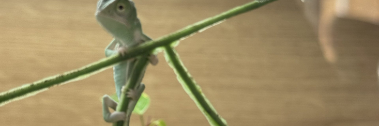 Veiled (Yemen) chameleons