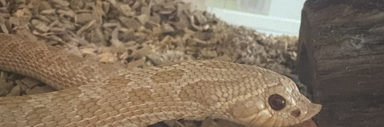 Albino male hognose snake