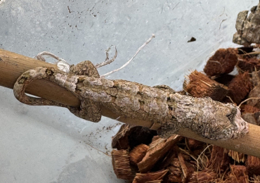 White collar chahoua Gecko juveniles