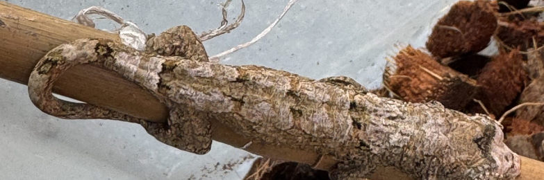 White collar chahoua Gecko juveniles