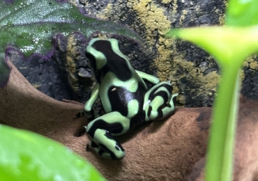 1 x Unsexed Green & Black Dart Frog With or Without Enclosure