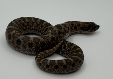 Sable Hognose Hatchlings