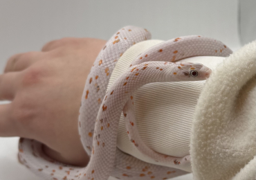 1.1 Palmetto & Toffee Snow Motley Stripe