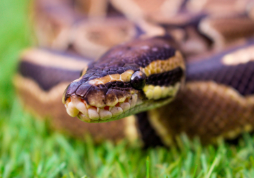 Royal Python with Quality Vivarium, Complete Setup