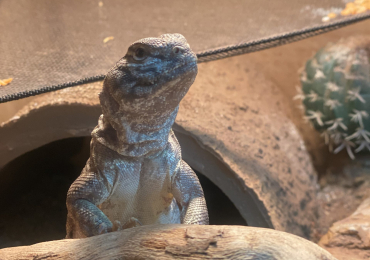 Uromastyx and full set up