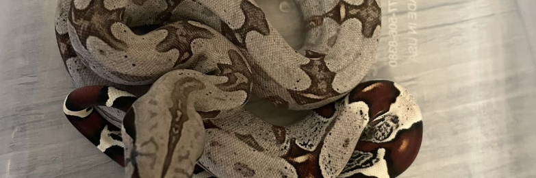 Captive-Bred Suriname Red-Tailed Boas – Now Available