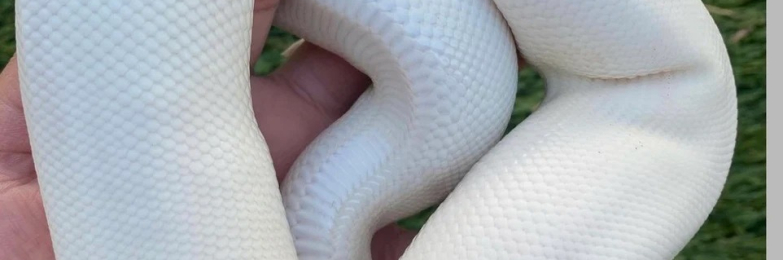 CB25 Piebald and Albino ball pythons