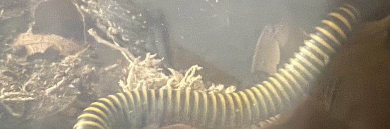 Bumblebee millipedes for sale x 2