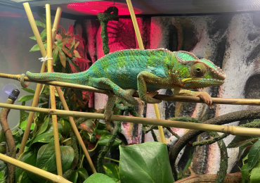 Male Panther Chameleon and full set up – Extermely friendly