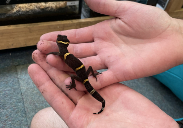 Chinese Cave Gecko