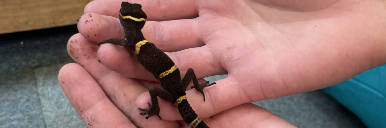 Chinese Cave Gecko