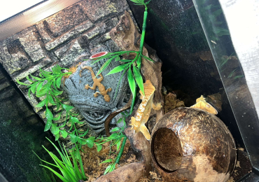 2 female crested gecko with Viv